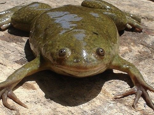 Clawed Frog in Tanzania